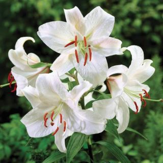 Casa Blanca Lily Thumbnail